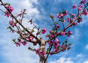 遇見(jiàn)八宿 花期有約